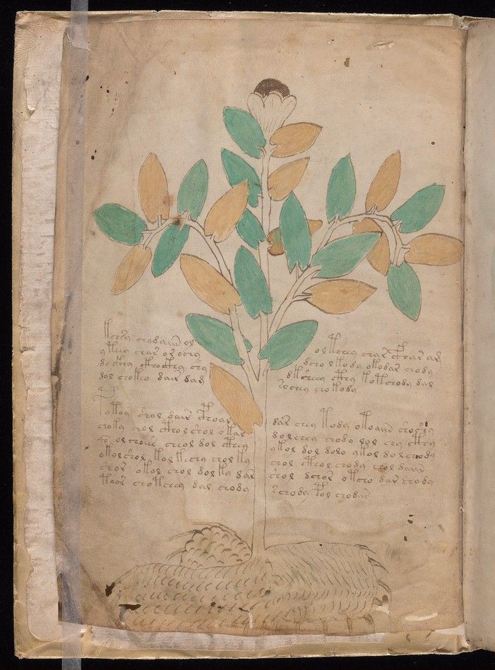 Folio 1v: a plant with a broad knobbly root, long leaves and a blue-green flower, surrounded by text