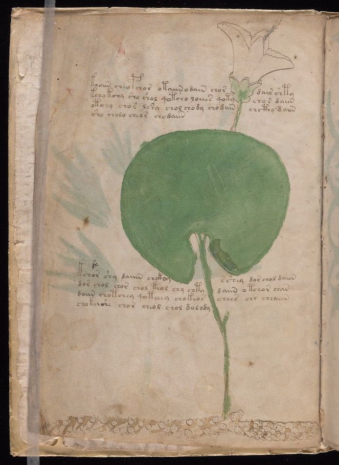 Folio 2v: a plant with round floating leaves on long stalks, read by some as a water lily