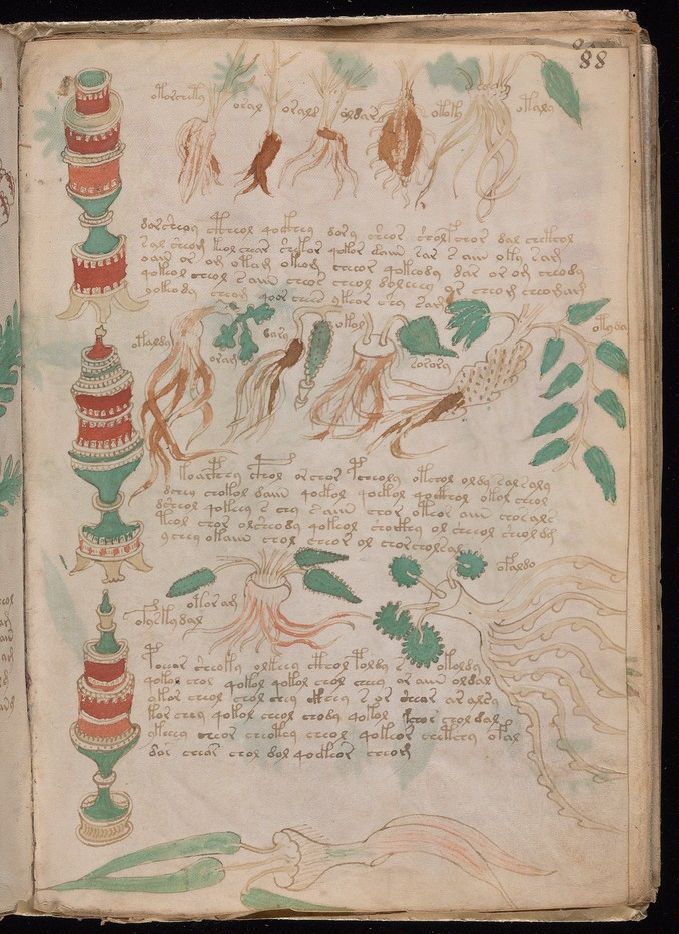Folio 88r: rows of drawn plant roots and leaves beside ornate cylindrical jars, with lines of text between