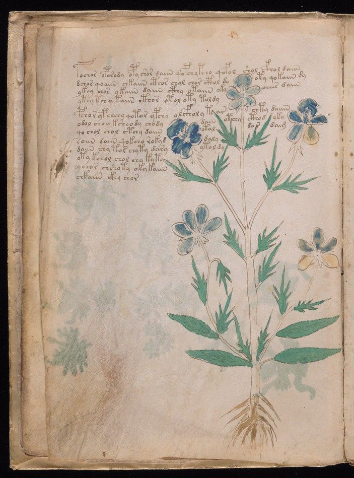 Folio 9v: a plant with five-petalled flowers in blue and yellow, often identified as a wild pansy